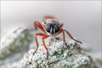 Choerades rufipes ♂ - Rotbeinige Mordfliege  