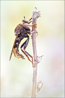 Asilus crabroniformis ♂ - Hornissen-Raubfliege 