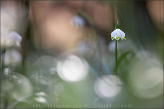 Frühlingsknotenblume (leucojum vernum)