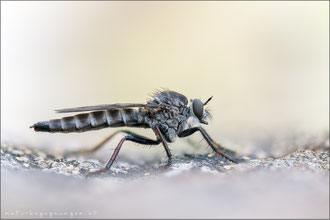 Rhadiurgus variabilis ♀ - Nordische Raubfliege