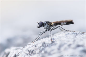 Stichopogon albofasciatus ♂ - Großer Sandwicht