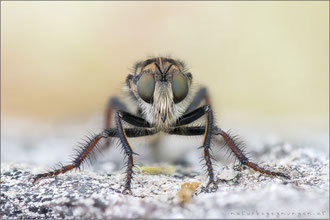 Cyrtopogon maculipennis ♀ - Gefleckte Makelfliege  