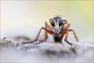 Dasypogon diabolicus ♀  