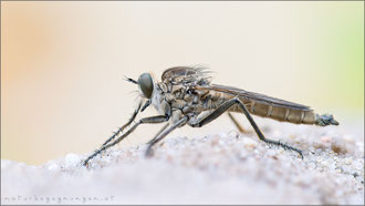 Philonicus albiceps ♂ - Sand-Raubfliege