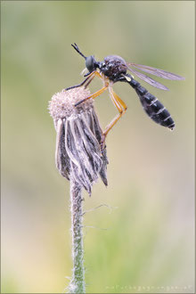 Dioctria humeralis ♀ - Matte Habichtsfliege