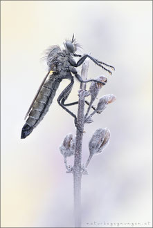 Dysmachus praemorsus ♀ - Schlitzzangen-Raubfliege