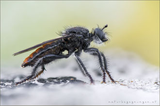 Andrenosoma albibarbe ♀ - Alpen-Mordfliege