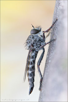 Tolmerus strandi ♀ - Strand's Raubfliege