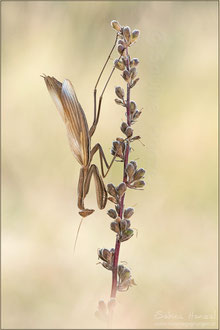 Europäische Gottesanbeterin  (mantis religiosa)