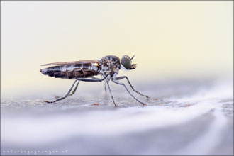 Stichopogon albofasciatus ♀ - Großer Sandwicht