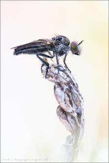 Holopogon spec. ♀ -  Rabaukenfliege 