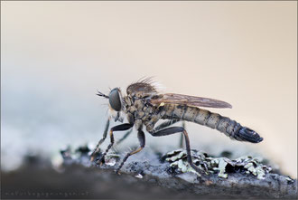 Dysmachus bifurcus ♂