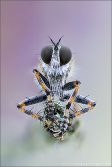 Tolmerus cingulatus ♂ - Burschen-Raubfliege