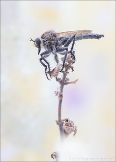 Machimus annulipes ♂ 