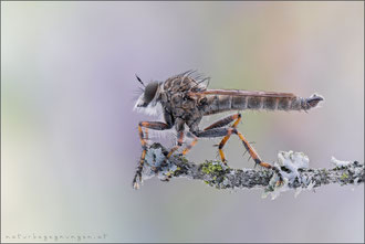 Tolmerus cingulatus ♂ - Burschen-Raubfliege