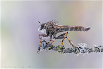 Tolmerus cingulatus ♂ - Burschen-Raubfliege
