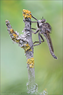 Machimus gonatistes ♂ - Östliche Raubfliege