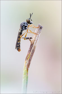Dioctria lateralis ♂ - Gefleckte Habichtsfliege
