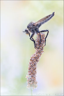 Machimus annulipes ♂ 