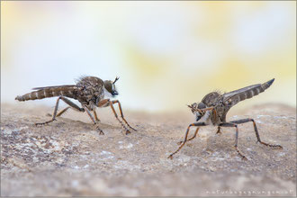 Antiphrisson trifarius ♂+♀ - Südliche Raubfliege