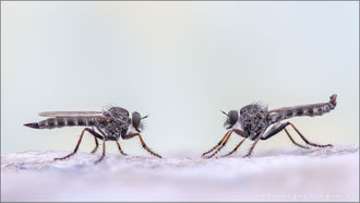 Tolmerus micans ♀+♂ - Marmorierte Raubfliege  