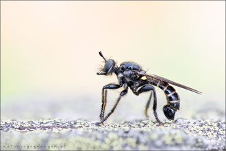 Choerades marginata ♂ - Gemeine Mordfliege  