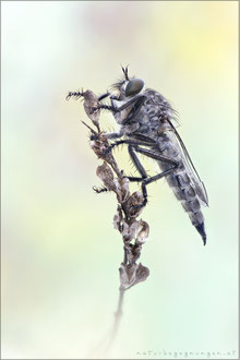 Machimus intermedius ♀ - Harpunen-Raubfliege