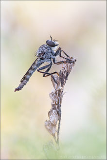 Tolmerus pyragra ♂ - Kleine Raubfliege