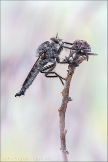Machimus cyanopus ♂ - Glanzafter Raubfliege