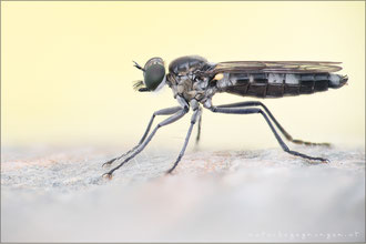 Stichopogon albofasciatus ♀ - Großer Sandwicht