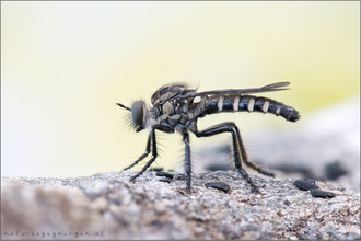 Cyrtopogon lateralis ♀ - Kleine Makelfliege  