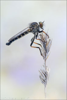 Neoitamus cf dasymallus ♂ 