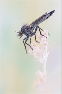 Didysmachus picipes ♀ - Berg-Raubfliege