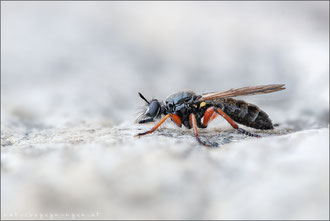 Choerades rufipes ♀ - Rotbeinige Mordfliege  