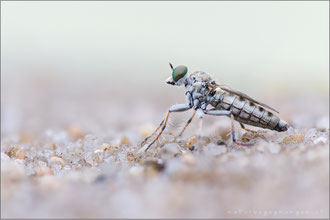 Stichopogon elegantulus ♀ - Kleiner Sandwicht