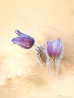 Kuhschelle (pulsatilla vulgaris)