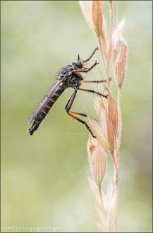 Stilpnogaster aemula ♂ - Glänzende Raubfliege 