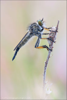 Neoitamus spec ♀ - Strauchdieb