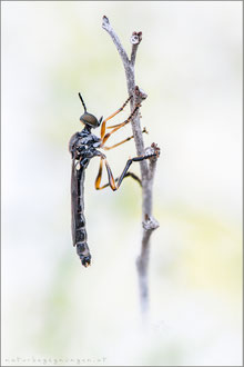 Dioctria hyalipennis  ♂ - Gemeine Habichtsfliege 