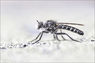 Cyrtopogon meyerduerii ♂ - Meyerdueri's Makelfliege