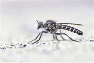 Cyrtopogon meyerduerii ♂ - Meyerdueri's Makelfliege