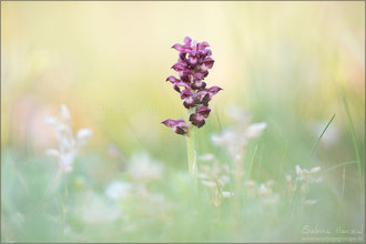 Wanzen-Knabenkraut (anacamptis coriophora)