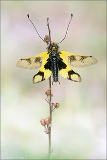 Östliche Schmetterlingshaft (libelloides macaronius)
