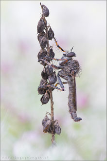 Tolmerus cingulatus ♂ - Burschen-Raubfliege