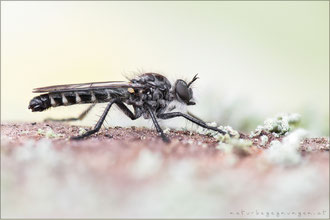 Cyrtopogon meyerduerii ♂ - Meyerdueri's Makelfliege