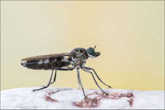Stichopogon albofasciatus ♀ - Großer Sandwicht