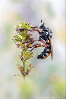 Dasypogon diabolicus ♀  