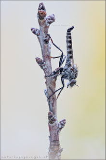 Tolmerus atripes ♂ - Düster-Raubfliege 