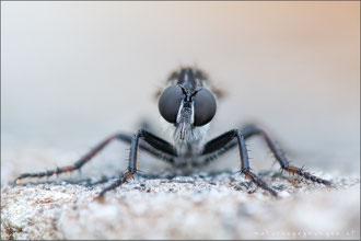 Rhadiurgus variabilis ♀ - Nordische Raubfliege