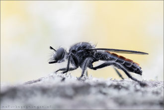 Choerades gilva ♀ - Karminrote-Mordfliege